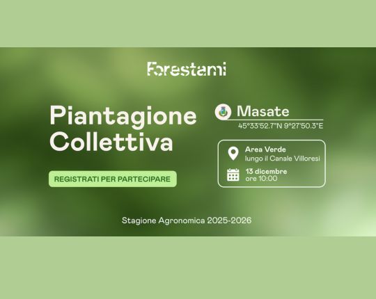 Piantagione Collettiva - Masate