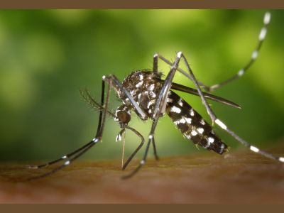 Zanzara tigre, in vigore l'ordinanza contro la diffusione 
