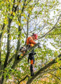 POTATURE ALBERATURE NEI COMUNI DI BASIANO E MASATE
